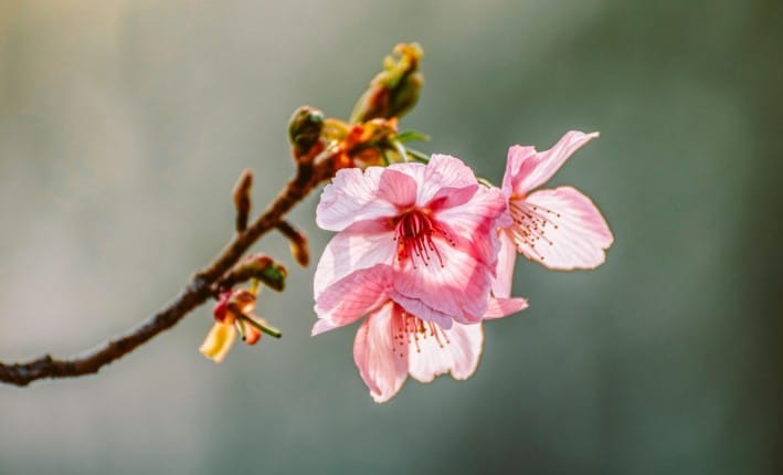 Mơ thấy bông hoa đẹp đánh số bao nhiêu?
